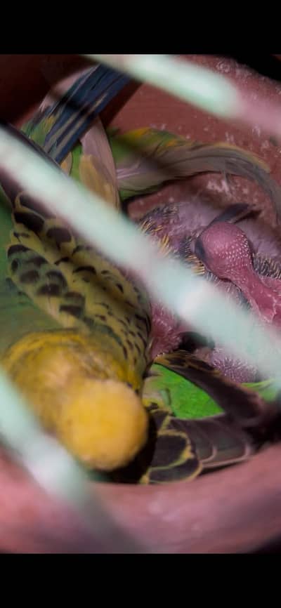 only interested person contact us on WhatsApp 03117621737