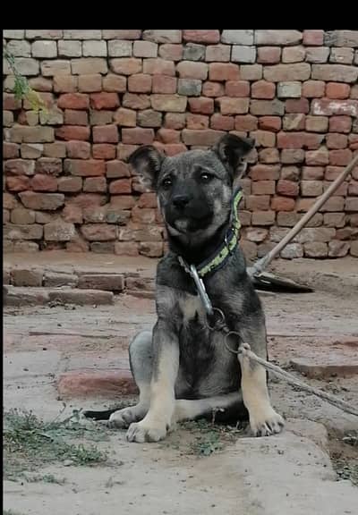 Alsatian bagiyari female puppy