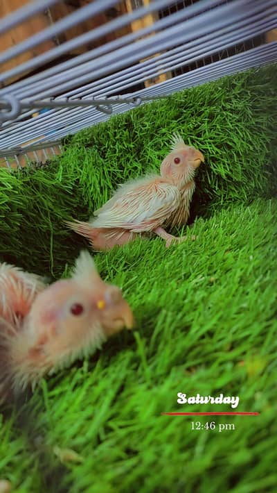 Eino Cocktail Red Eye Baby