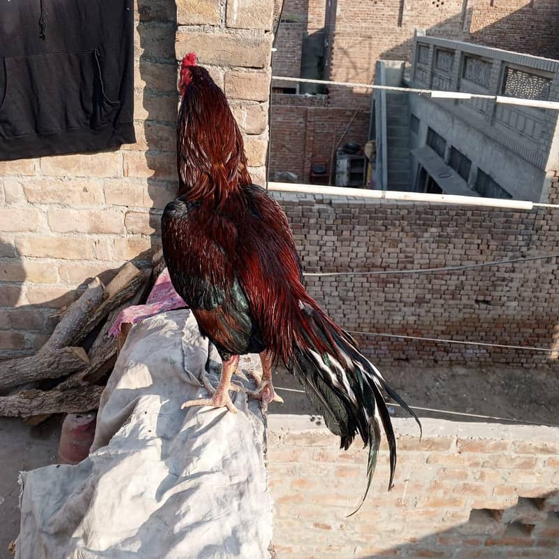  خالص ایسیل مرغ – مضبوط، خوبصورت اور افزائش کے لیے بہترین  0