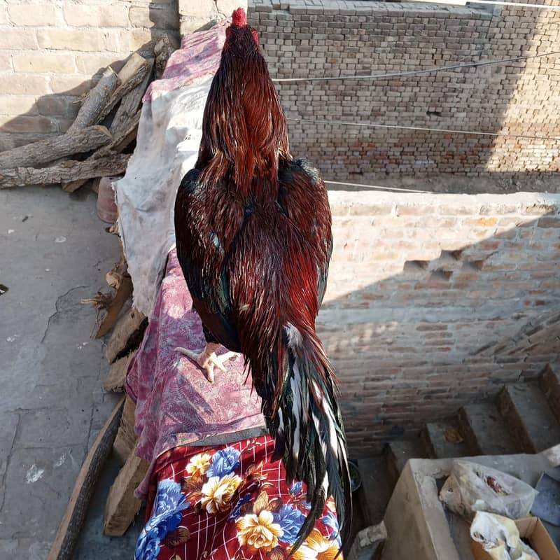  خالص ایسیل مرغ – مضبوط، خوبصورت اور افزائش کے لیے بہترین  1