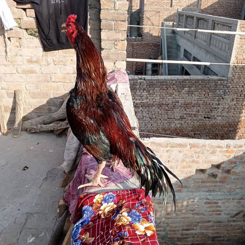  خالص ایسیل مرغ – مضبوط، خوبصورت اور افزائش کے لیے بہترین  2