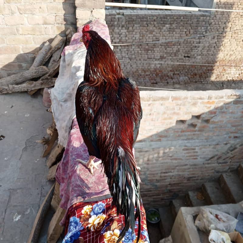  خالص ایسیل مرغ – مضبوط، خوبصورت اور افزائش کے لیے بہترین  3