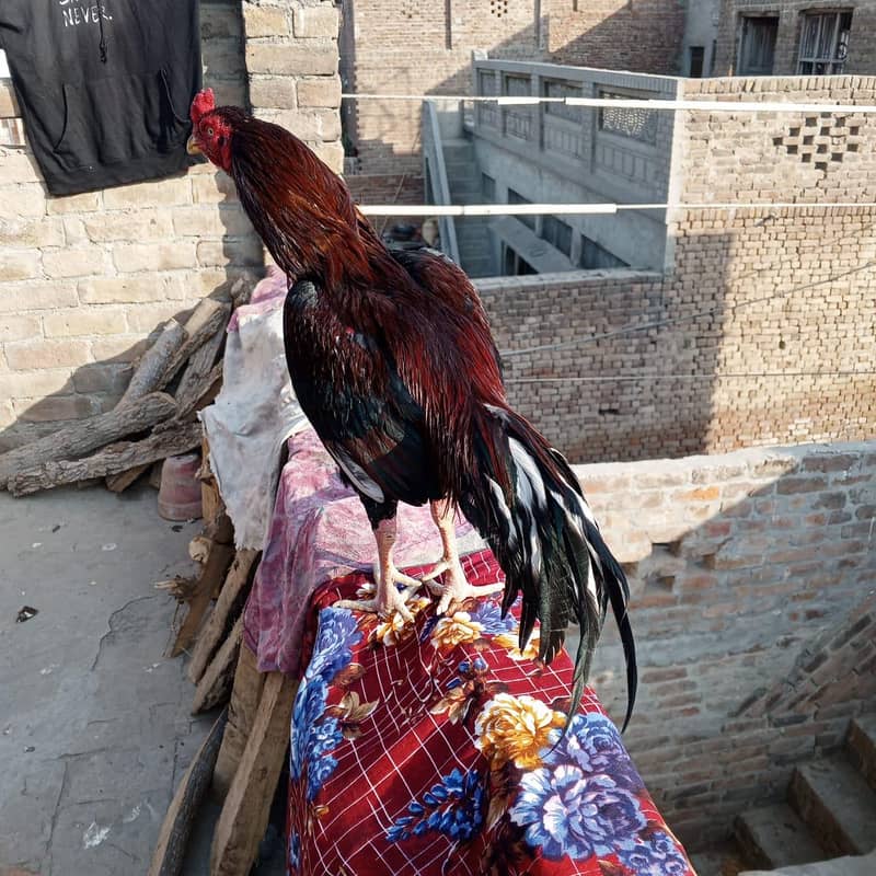  خالص ایسیل مرغ – مضبوط، خوبصورت اور افزائش کے لیے بہترین  4