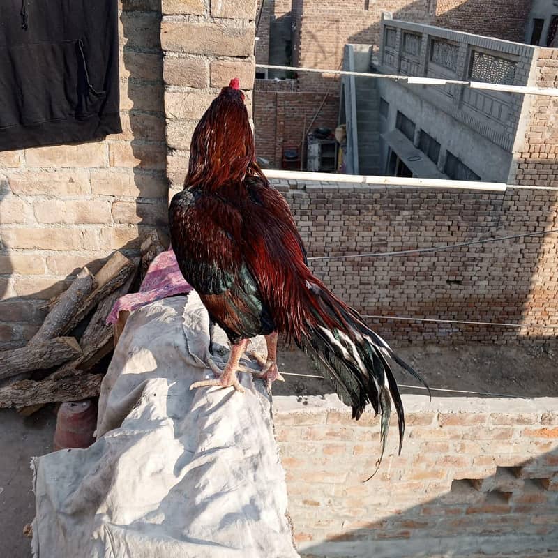  خالص ایسیل مرغ – مضبوط، خوبصورت اور افزائش کے لیے بہترین  5