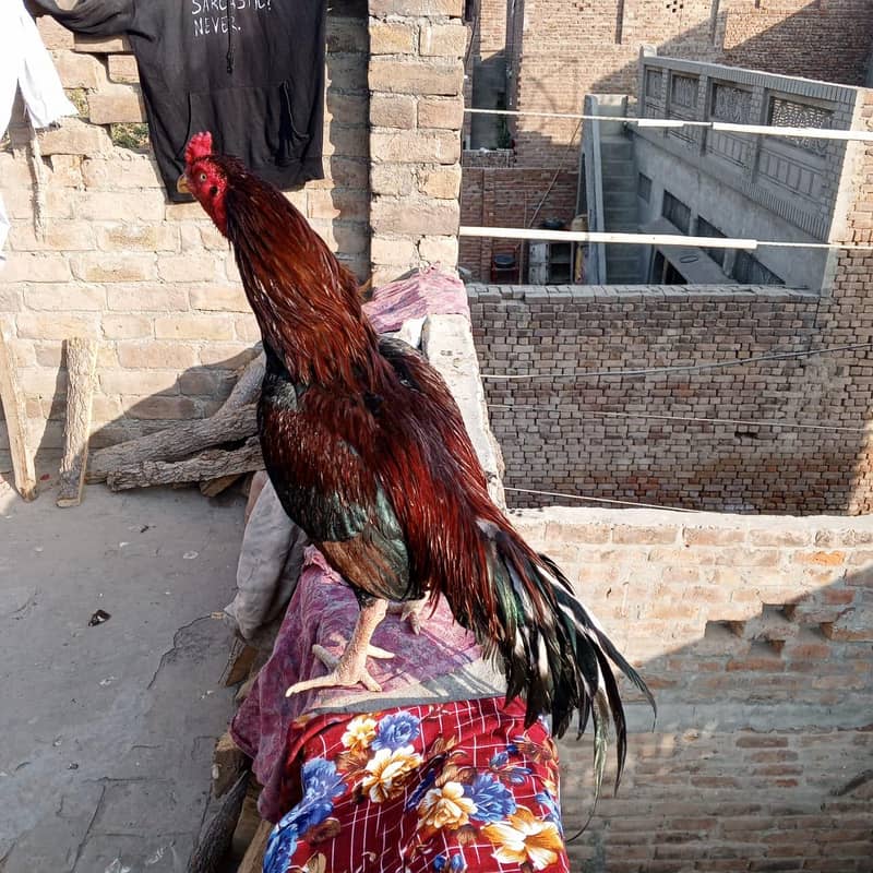  خالص ایسیل مرغ – مضبوط، خوبصورت اور افزائش کے لیے بہترین  6