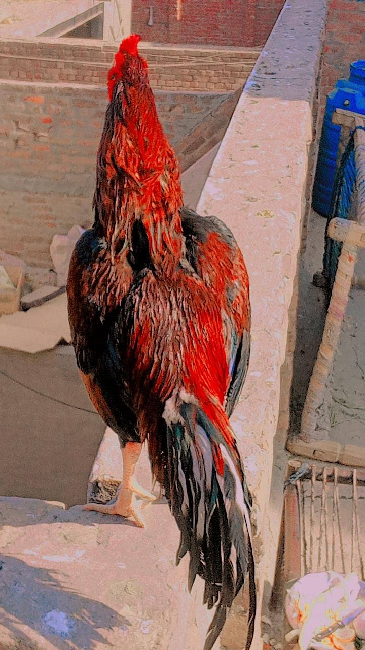  خالص ایسیل مرغ – مضبوط، خوبصورت اور افزائش کے لیے بہترین  7