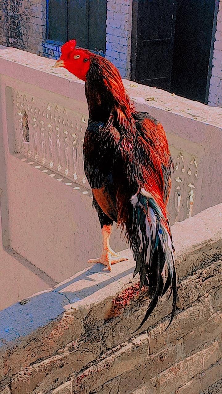  خالص ایسیل مرغ – مضبوط، خوبصورت اور افزائش کے لیے بہترین  8