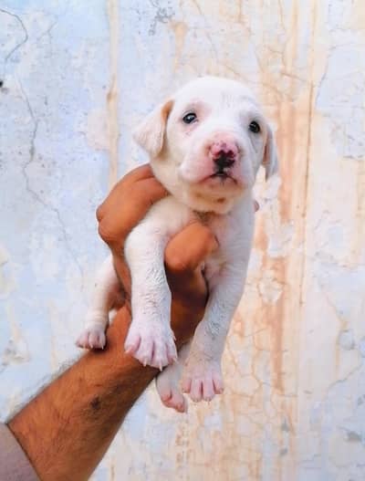 bully gultair male puppy