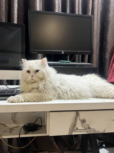 Persian Cat S. tud