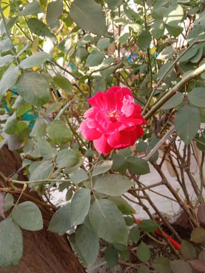 Javed Iqbal