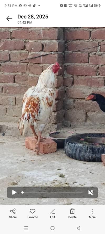 میاں والی کا پٹھا ہے