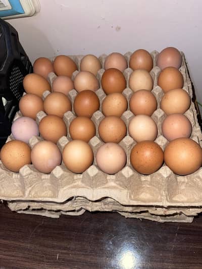 deasi eggs (Eggs wali)