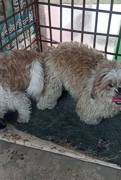 Shihtzu, Shih tzu, shitzu, french bulldog, pug, frug