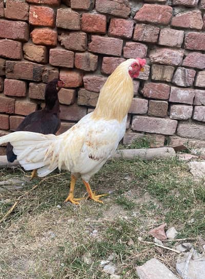 murgha for sell full yound  patha