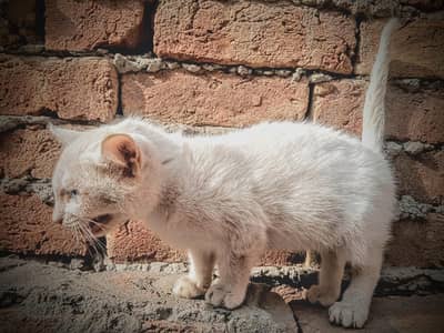 Blue Eyes White Cat for Sale – Healthy & Cute