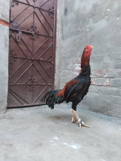 Thai+veitnam hight blood  argent sale