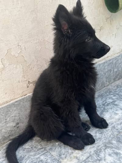 pure black German shepherd puppy for sale . . .