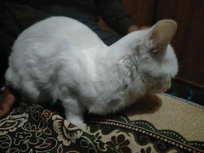 Persian white cat