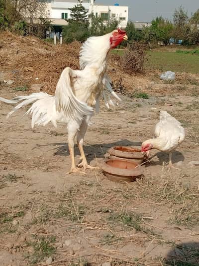 King Size White O Shamu