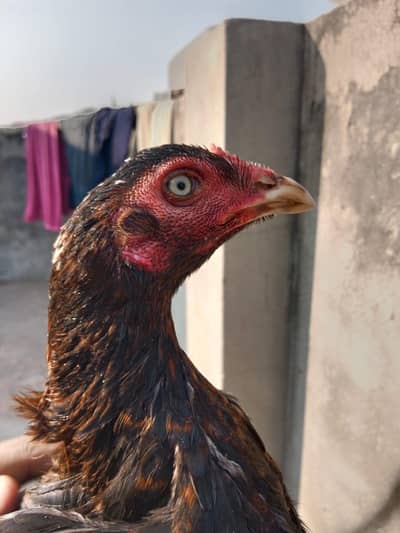 band gaddi aseel murgi for sale