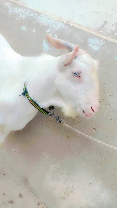 video bhe mil jay gi