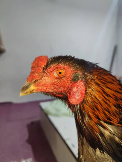 bannet burmi pakoye murga