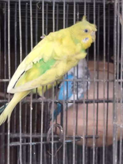 hogoromo,TCB,undersize,rainbow,patha,hogo,bajri pair