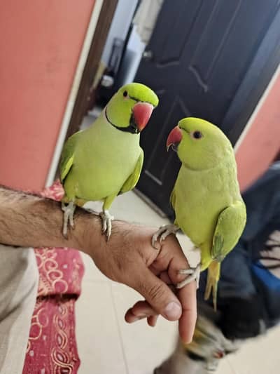 pair parrot