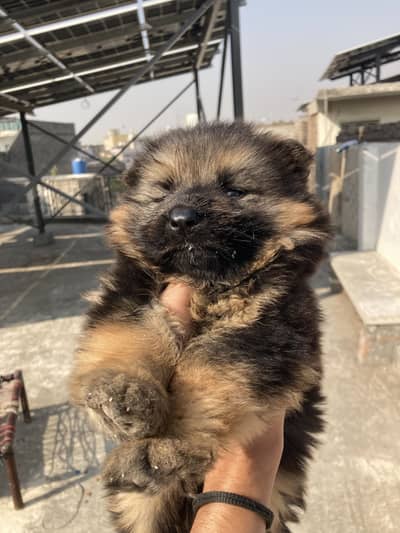 German shepherd puppy