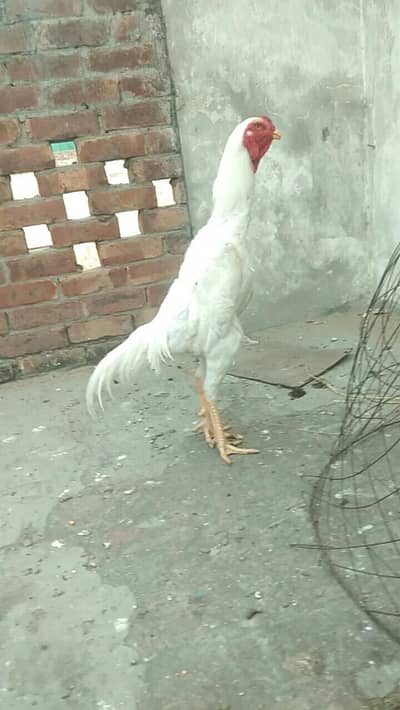 pure white shamo pair available