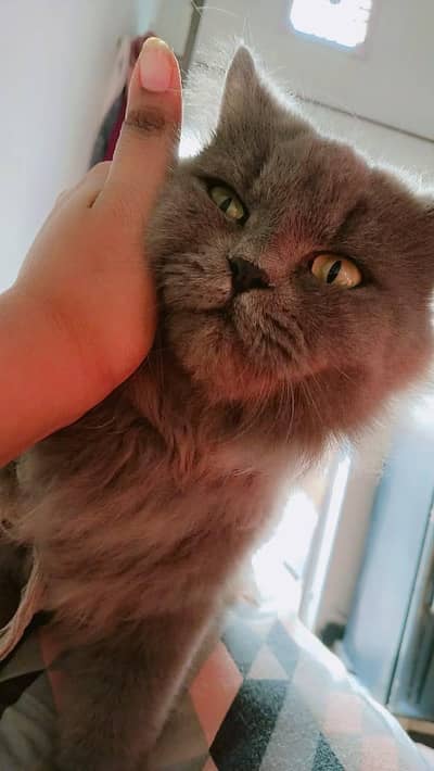 Persian female cat