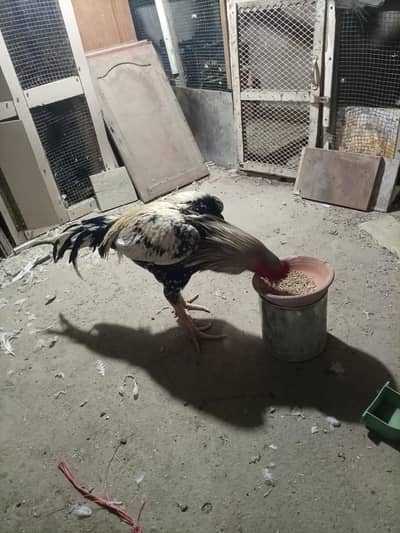 Aseel male for sale full size double strong body