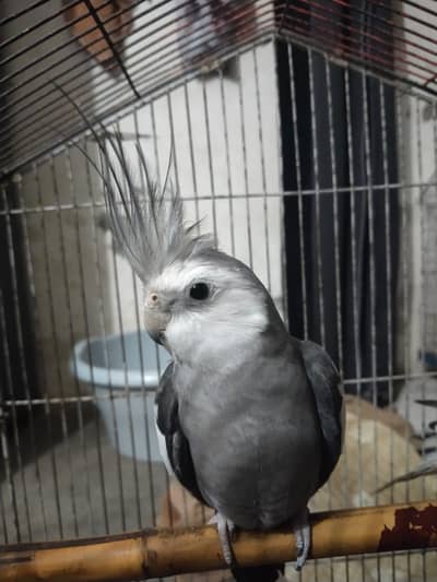 beautiful cockatiel pair