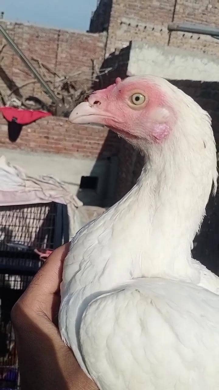 2 Heera breader madia 4