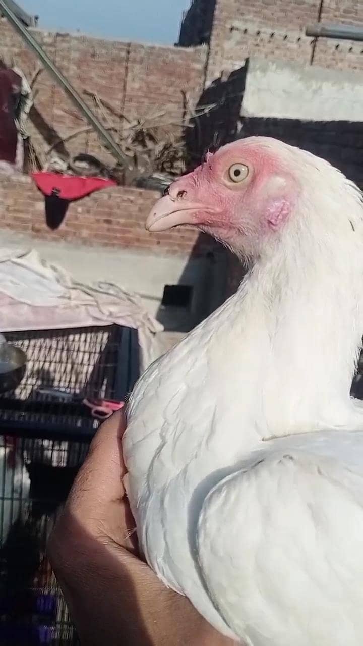 2 Heera breader madia 5