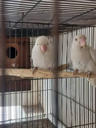 breeder pair love birds available and 2 portion cage and 1 portion