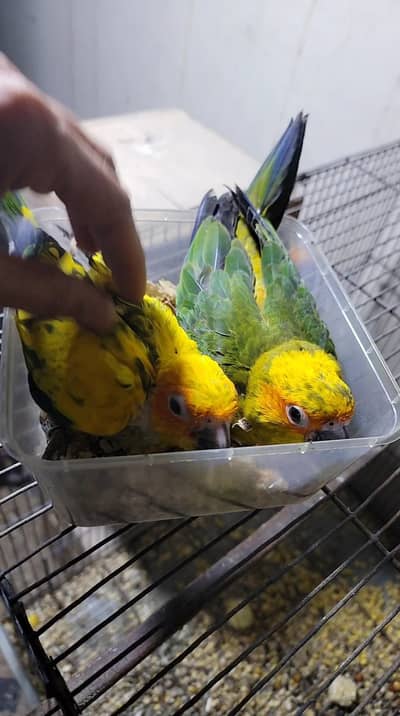 sunconour chicks 60 days old