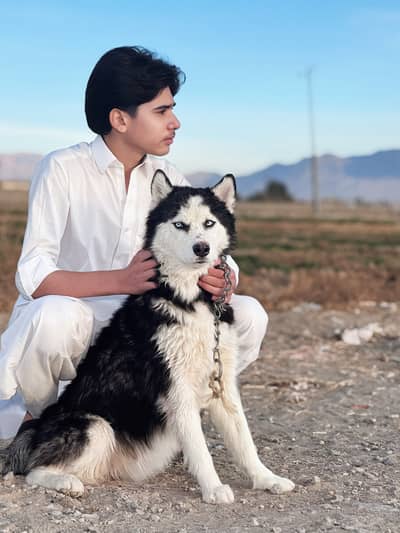 I Siberian husky for sale sale, triple court ocean eyes