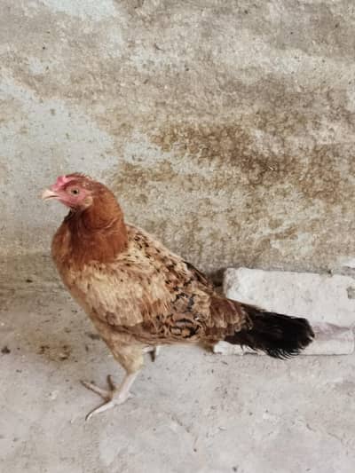 Hen For Sale
