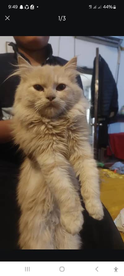 FEMALE PERSIAN CAT