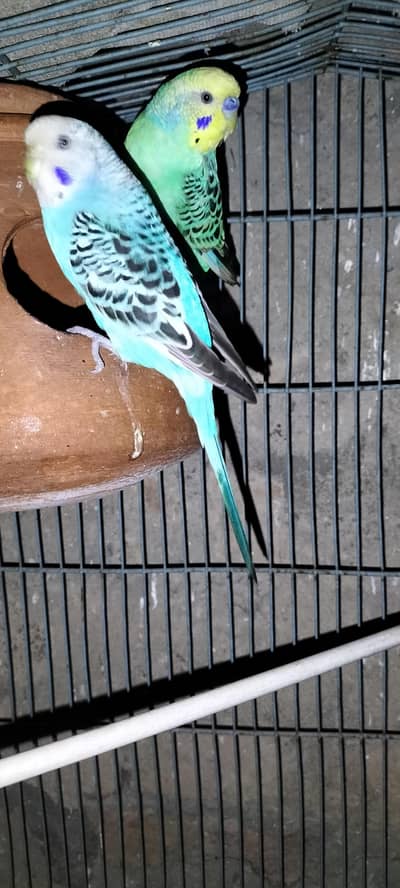 Budgies Ready to Breed Pair