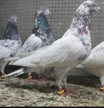 Lakha Male For Sale.