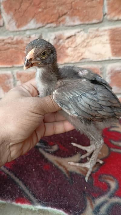 Band Gadhi Aseel Chicks