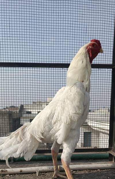 king shamoo|Aseel shamoo|male shamoo