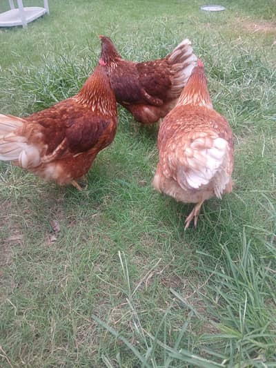 hens for sale
