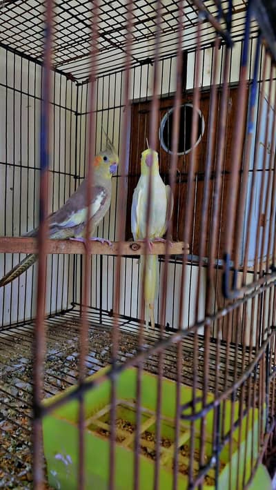 Coctail breeder setup