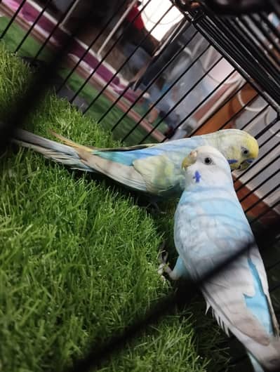 rainbow budgies pair