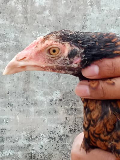 Aseel 3 chicks for sale