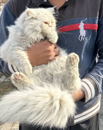 pure triple coted pershion male free adop bs achi famly ho